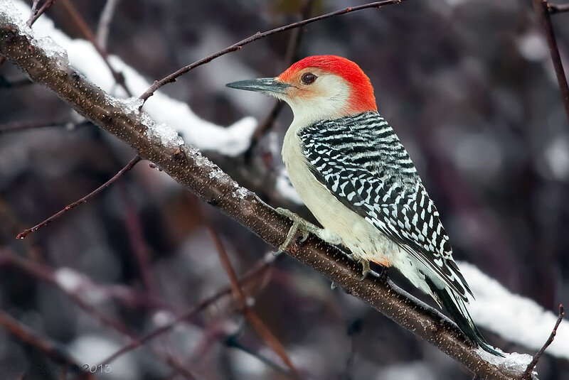 Red-bellied woodpecker