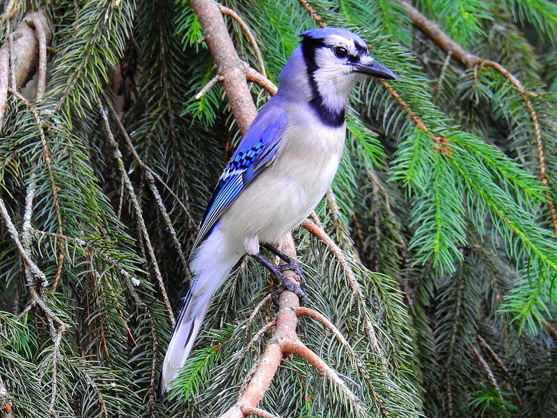 Blue jay