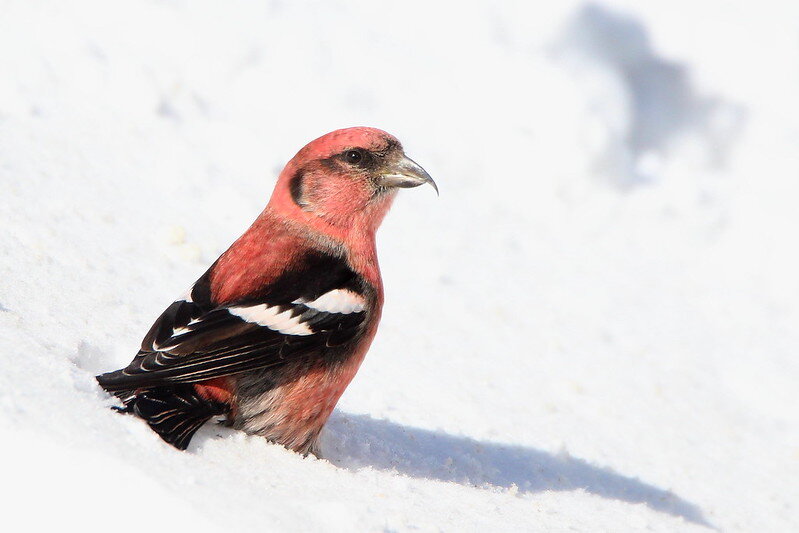 White-winged crossbill