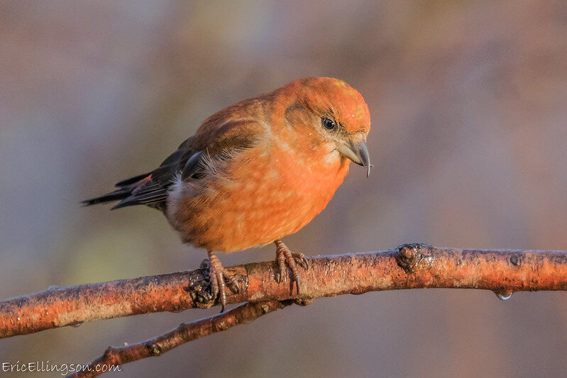 Red crossbill