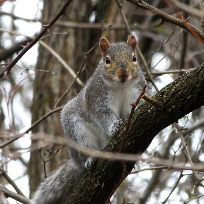 Squirrel