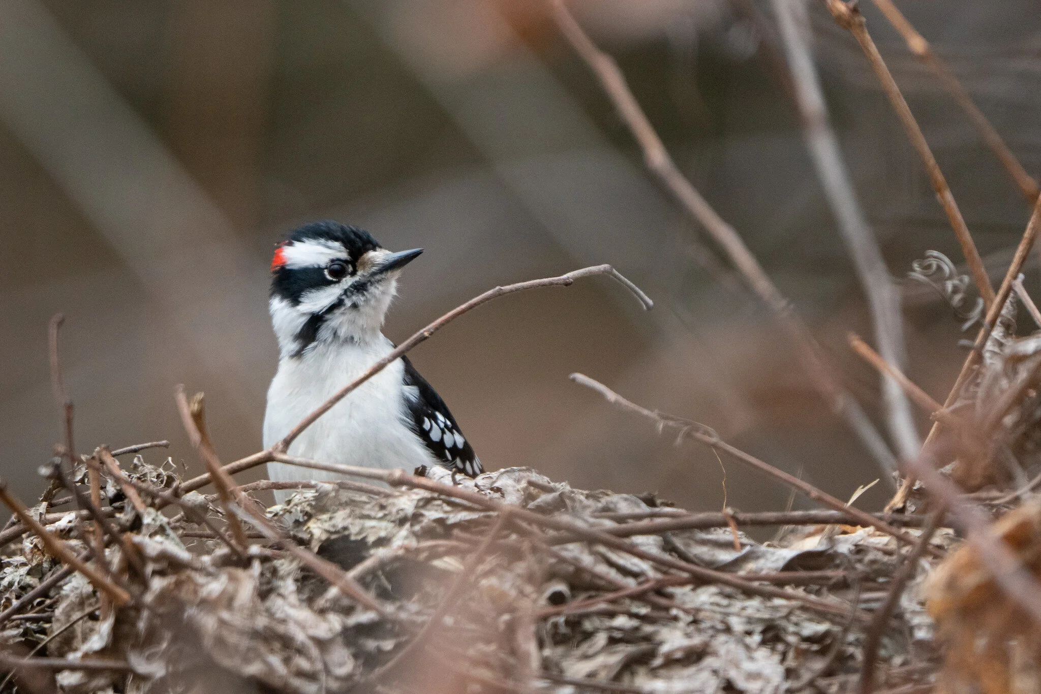 Birding By Ear Sounds Of The Winter Woods Madison Audubon 2022 