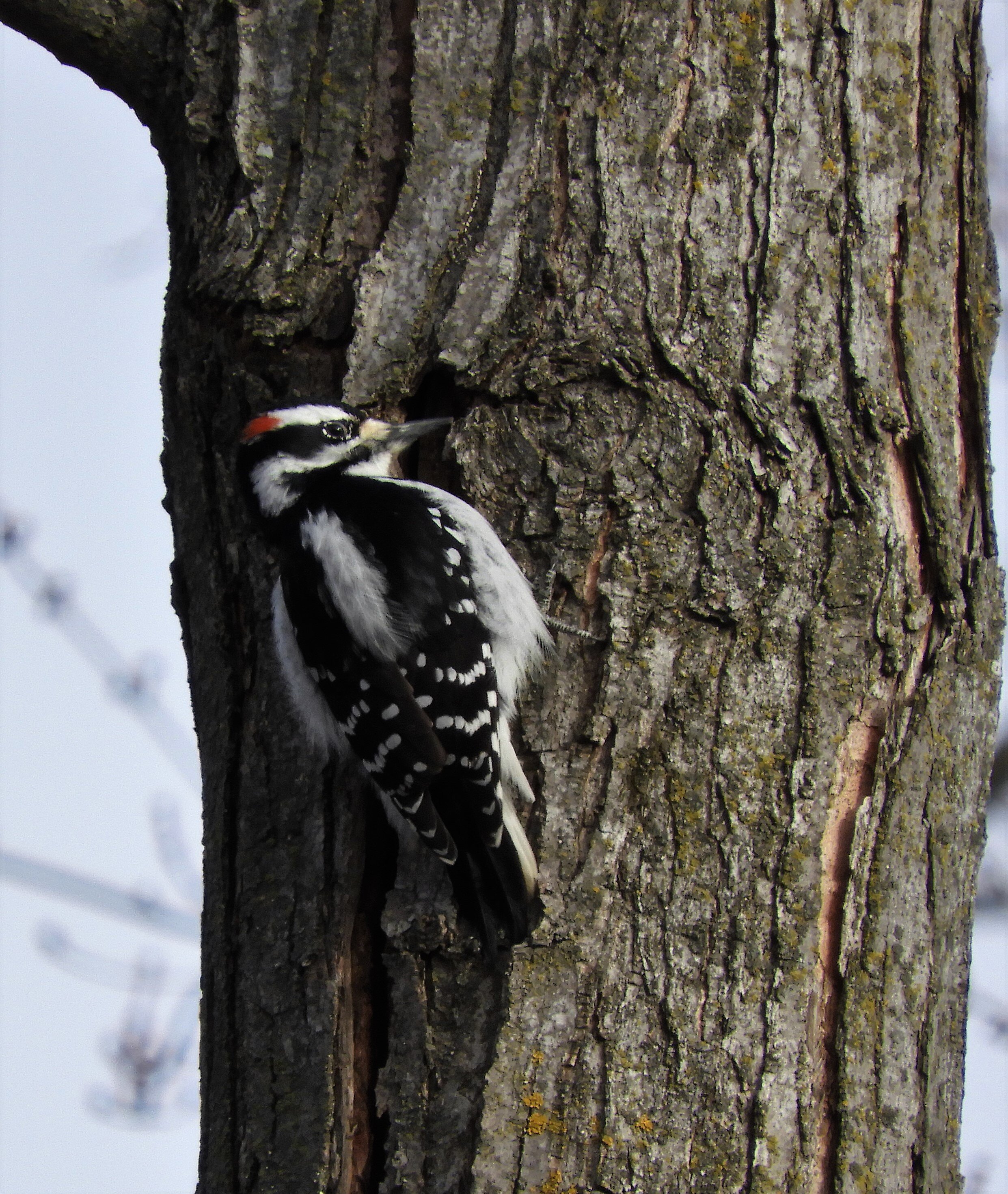 Hairy Woodpecker - Meek Rd..JPG