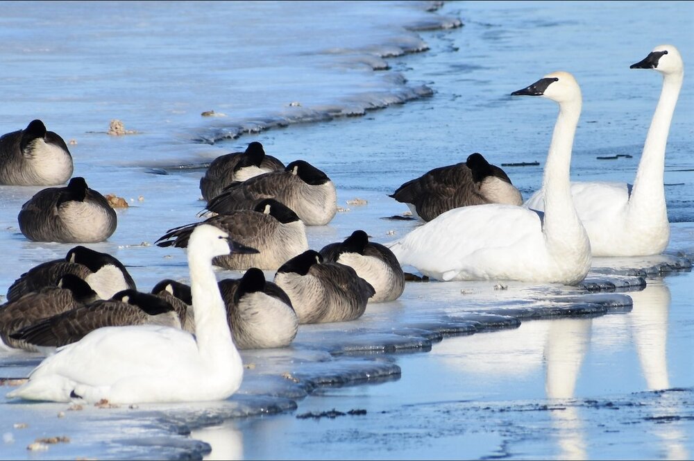 Tundra or Trumpeter? Your Guide to Swan ID (plus a special guest feature!)  — Madison Audubon