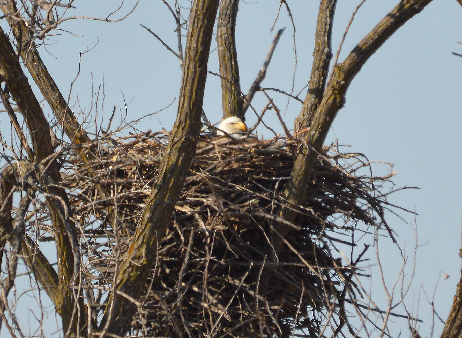 Live Look at a Bald Eagle Nest