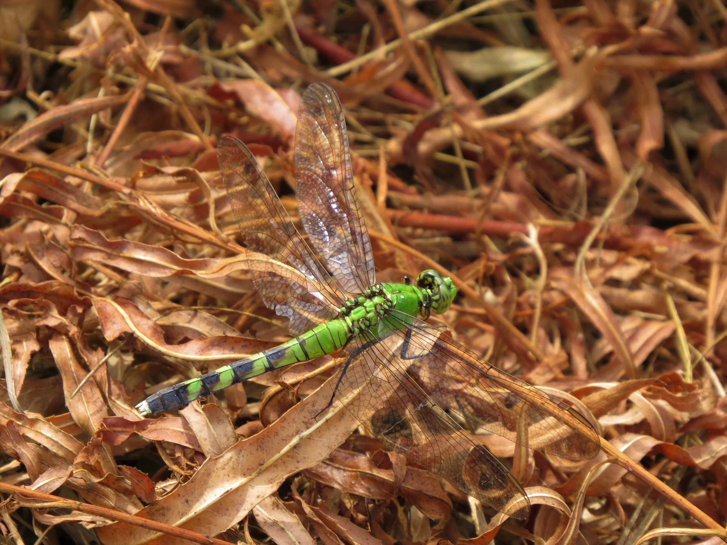 The Search for Damsels and Dragons