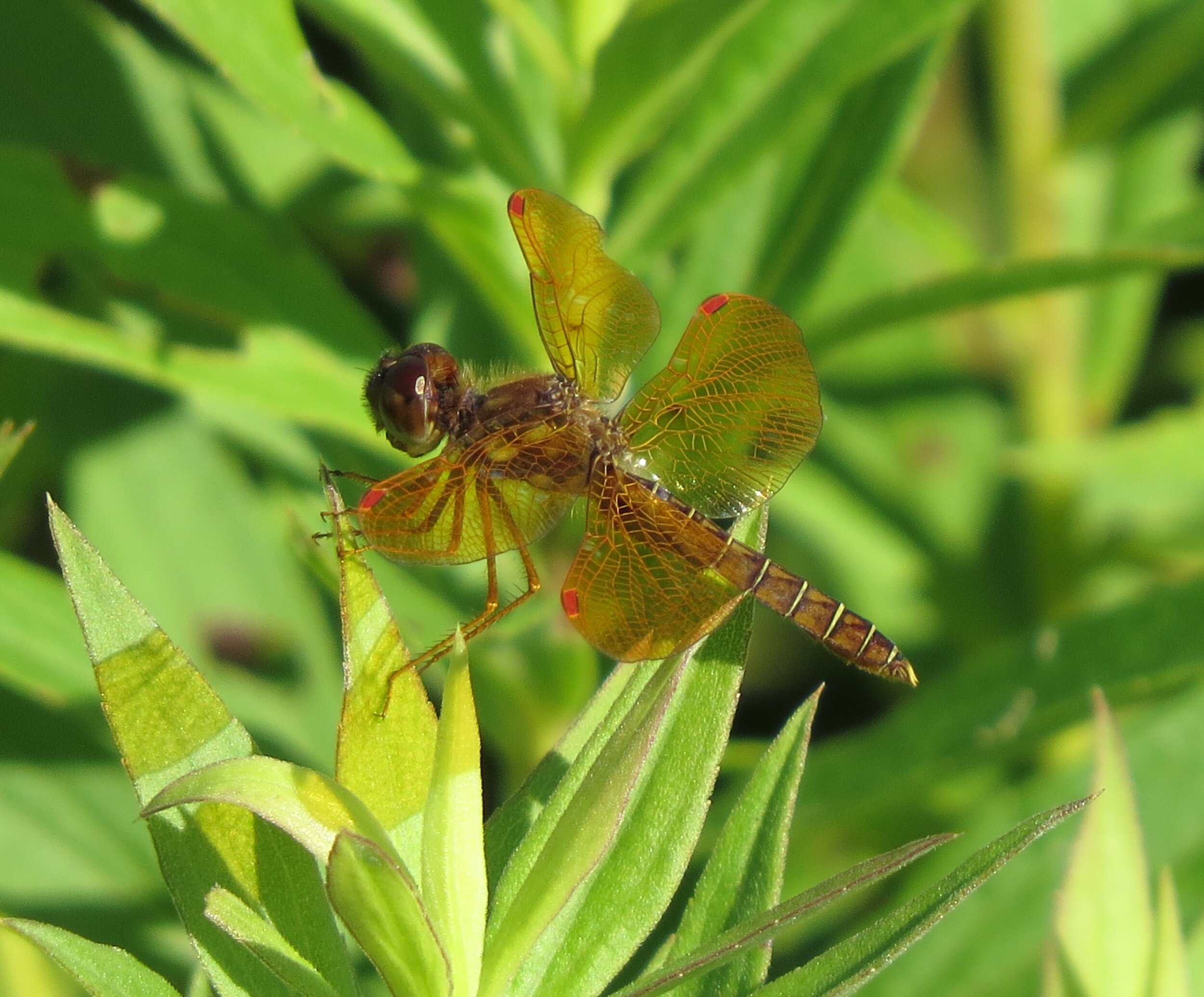 Eastern Amberwing