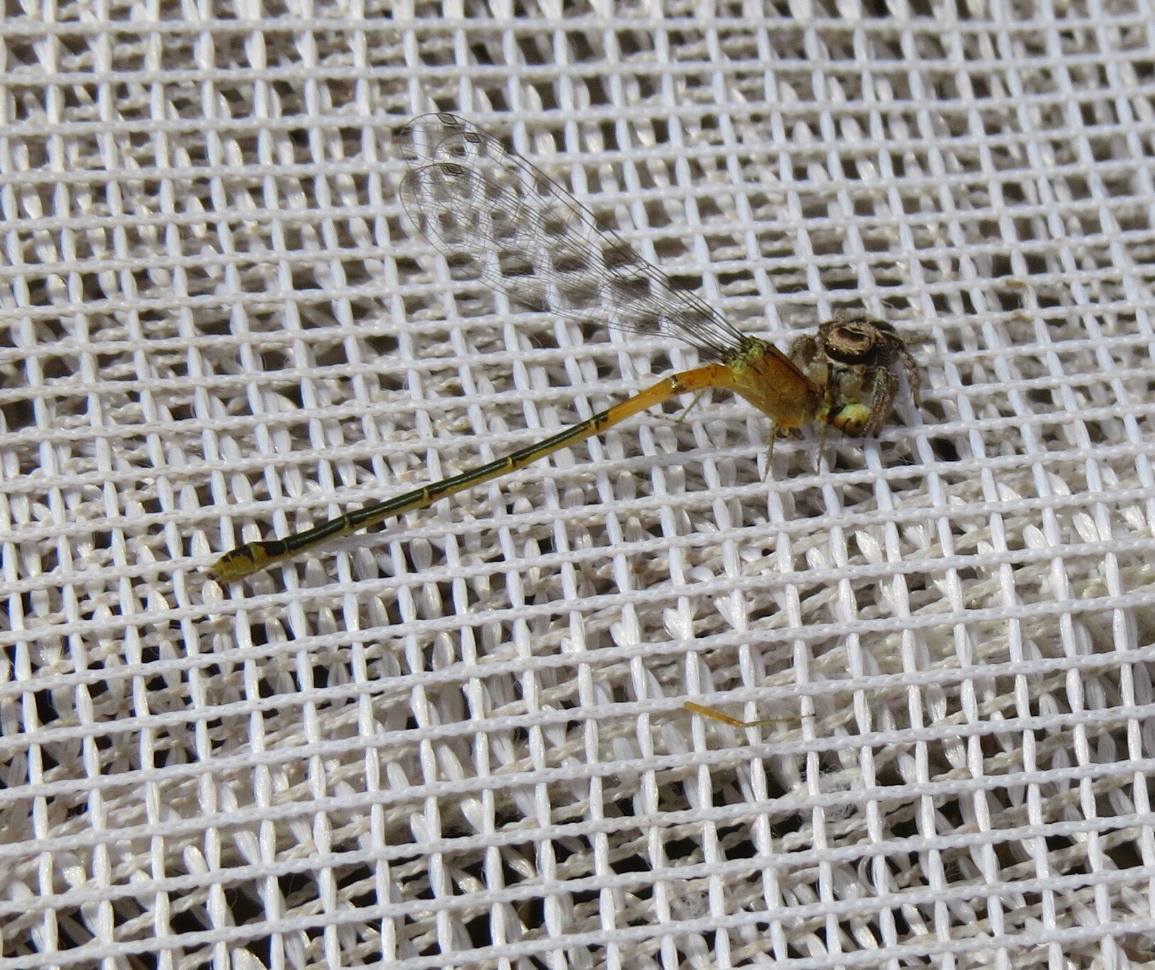 Eastern Forktail and spider