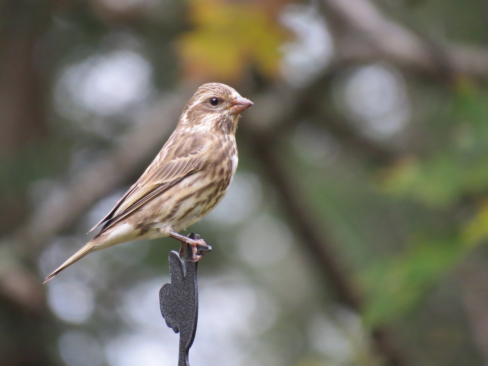 Female purple finch