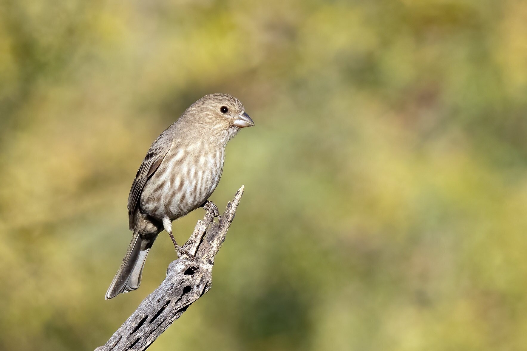 Female house finch