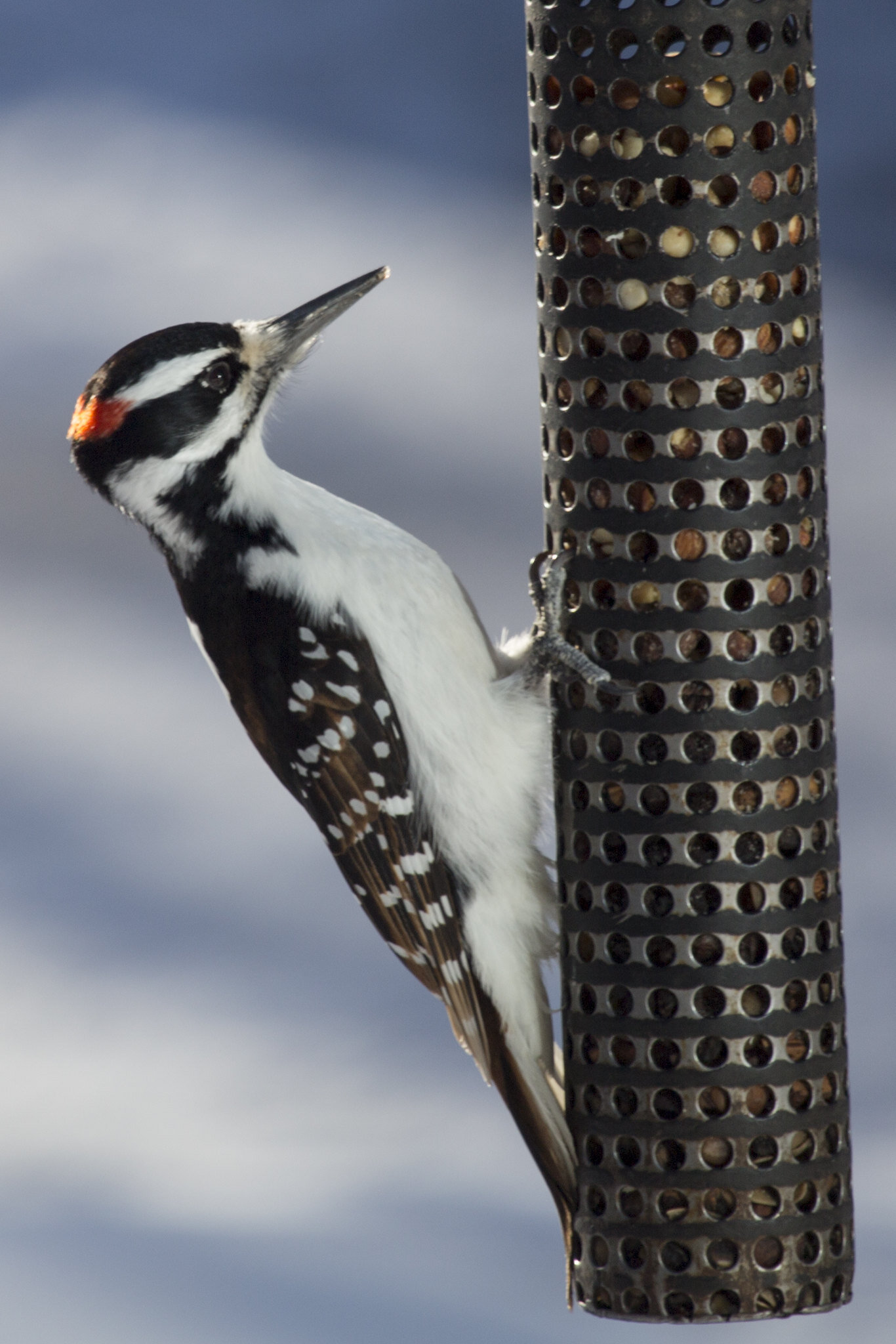 Hairy woodpecker