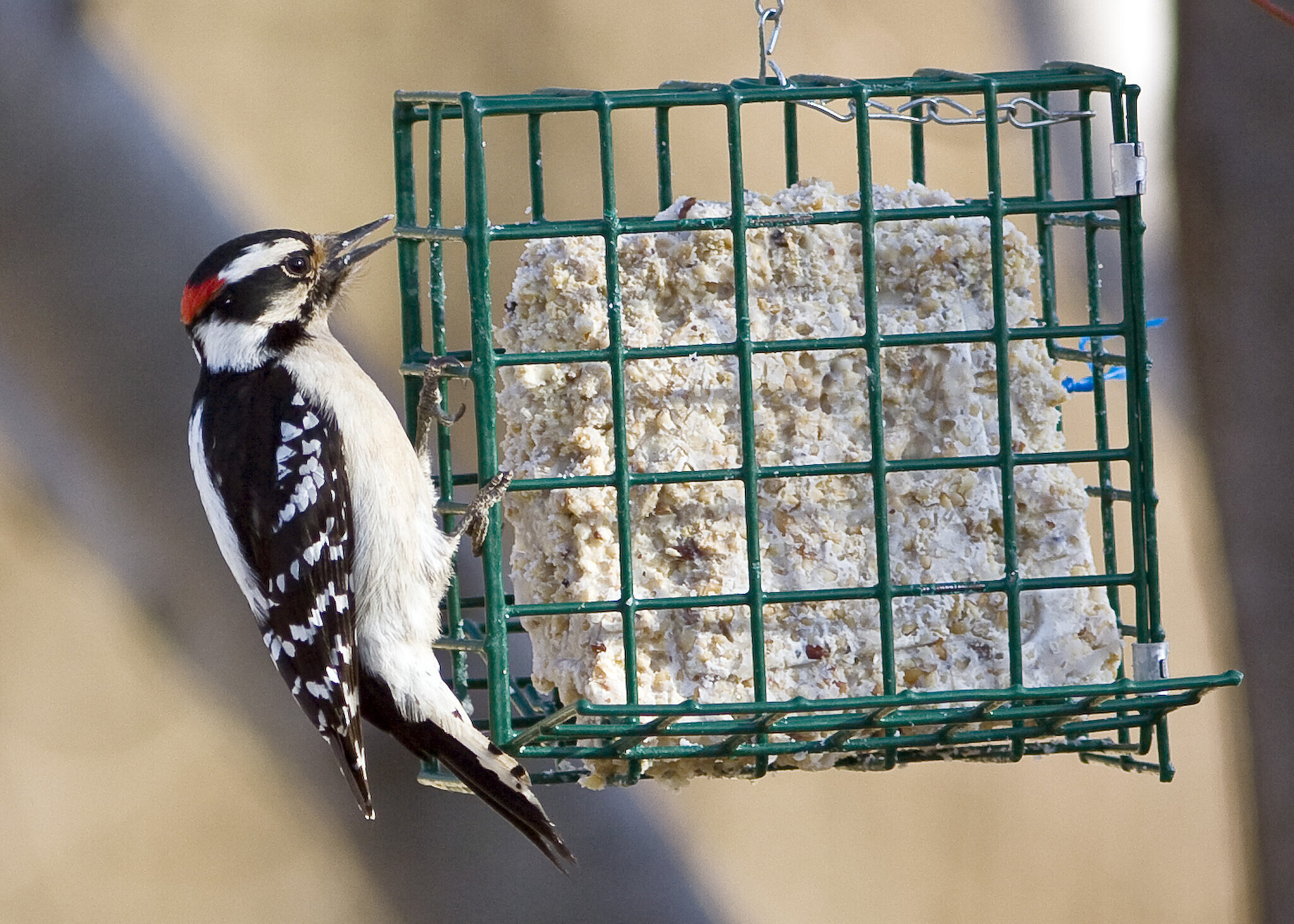 Downy woodpecker