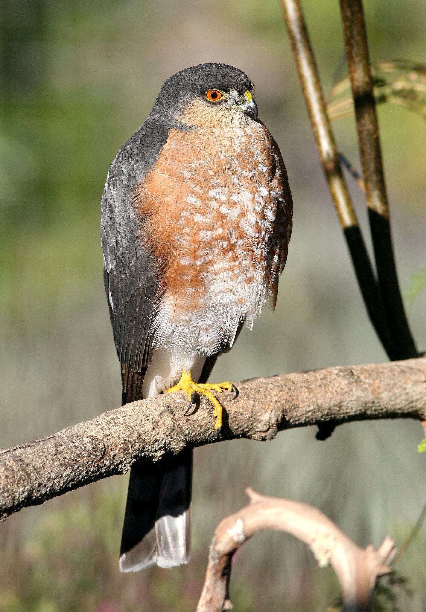 Adult sharp-shinned hawk