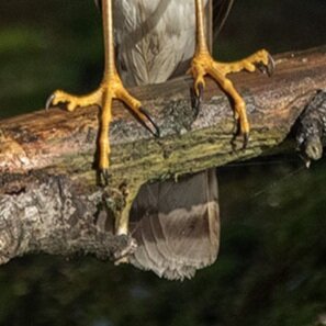 Sharp-shinned hawk, tail feathers same length