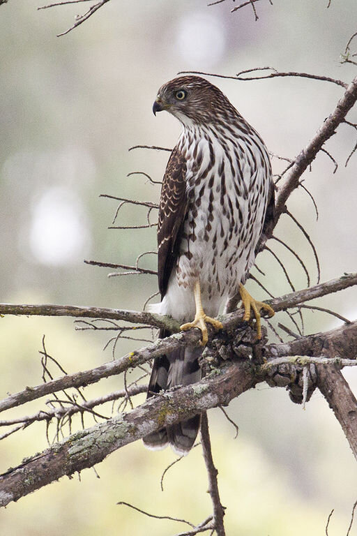 Juvenile Cooper's hawk
