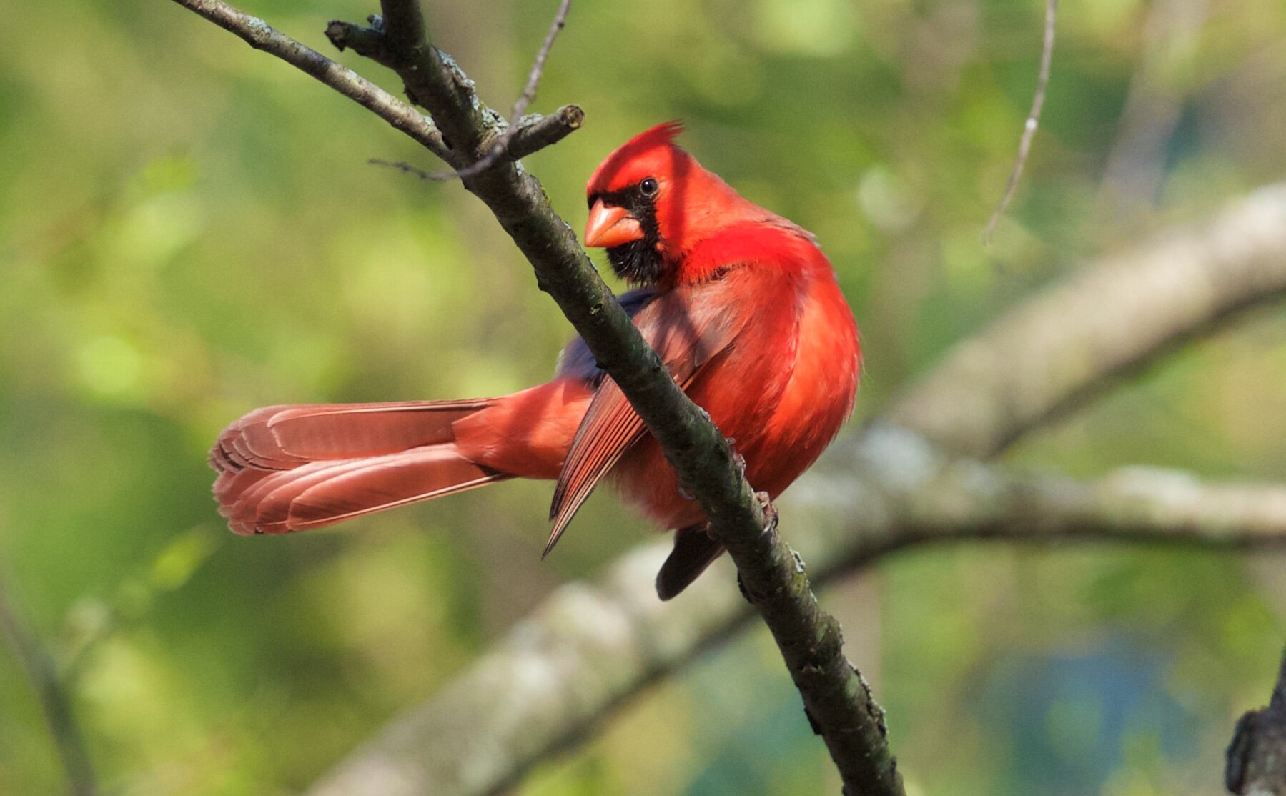 Northern Cardinal (Arlene Koziol)