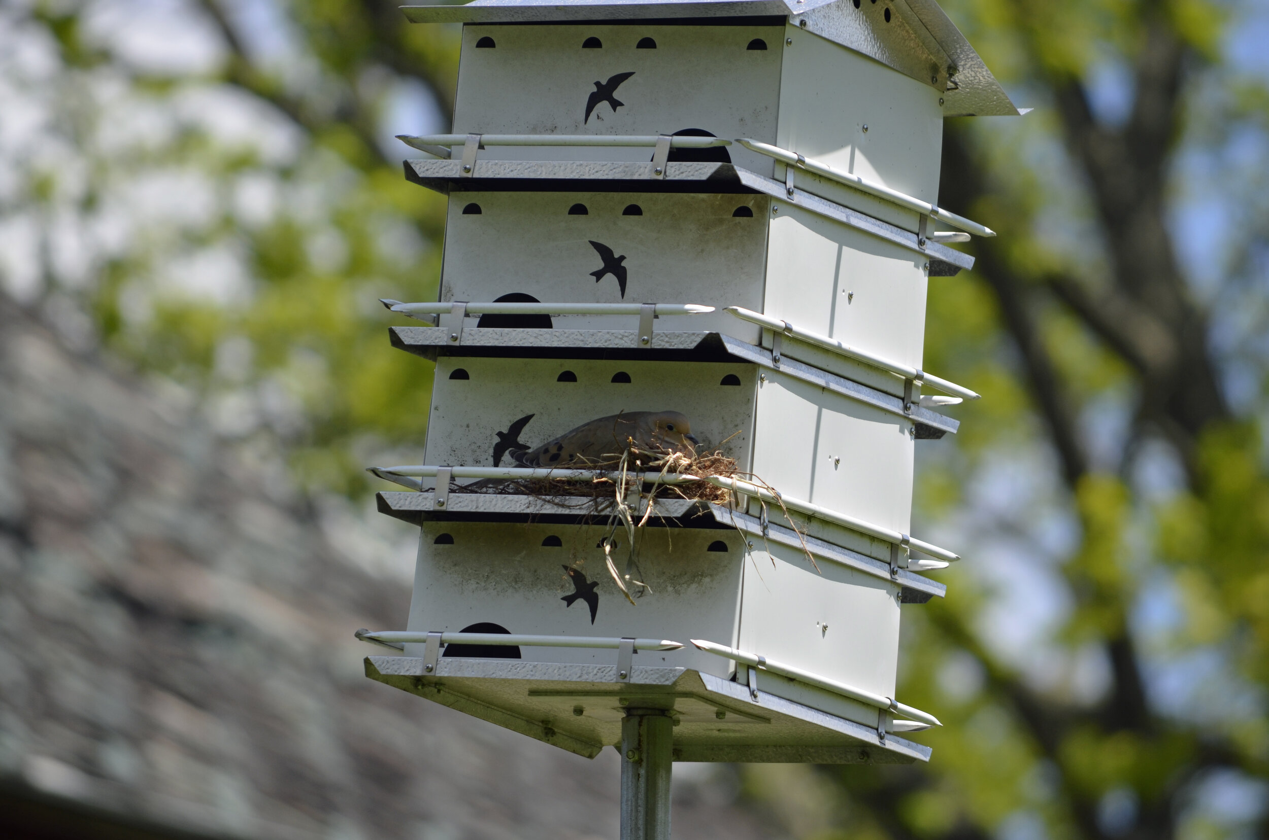 Vogelnest Zuchtnest Birds Box Wildgras Webart Kanarienfink Wellensittich Haus 