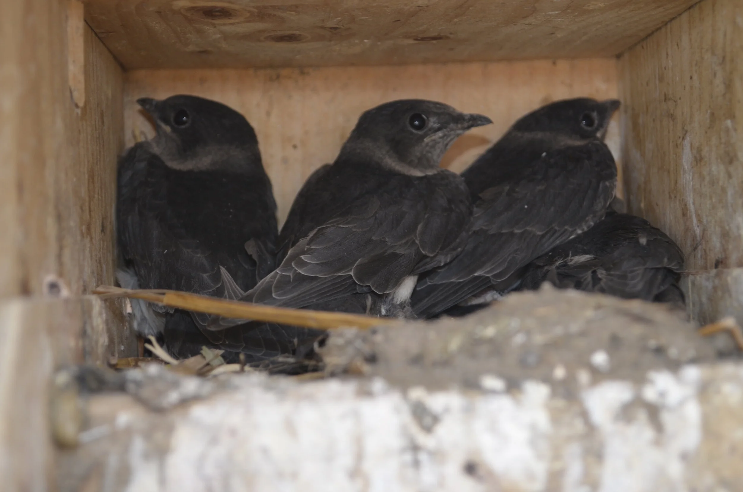 Birds &amp; human-made nest sites