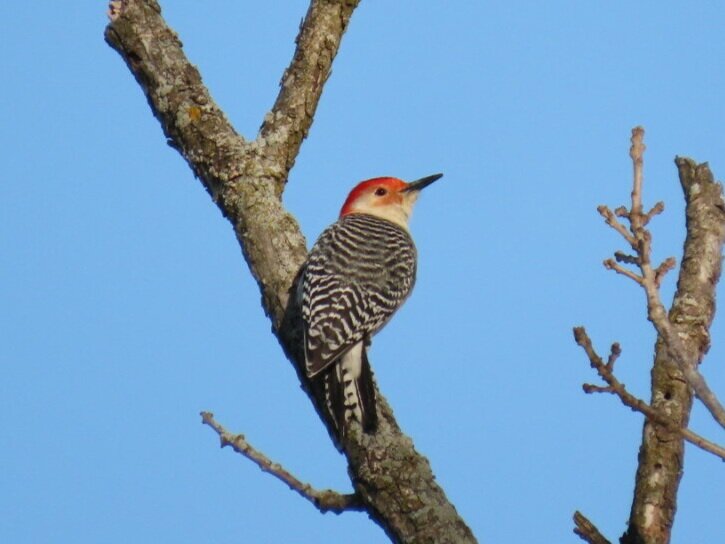 Red-bellied woodpecker