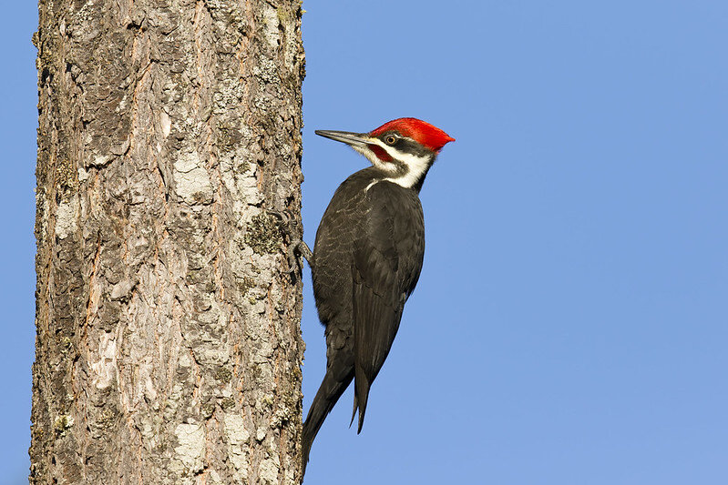 Pileated woodpecker