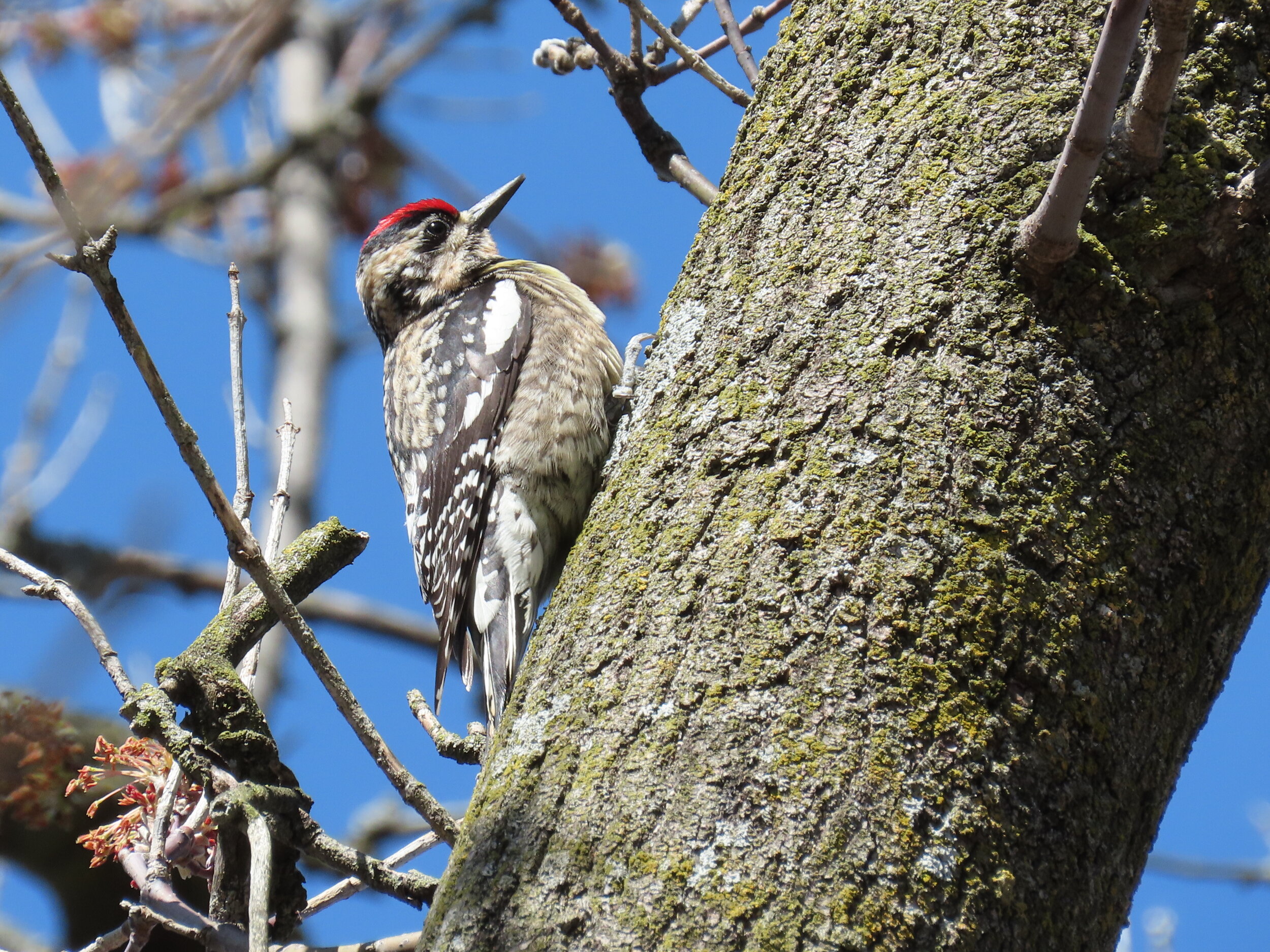 Yellow-bellied sapsucker