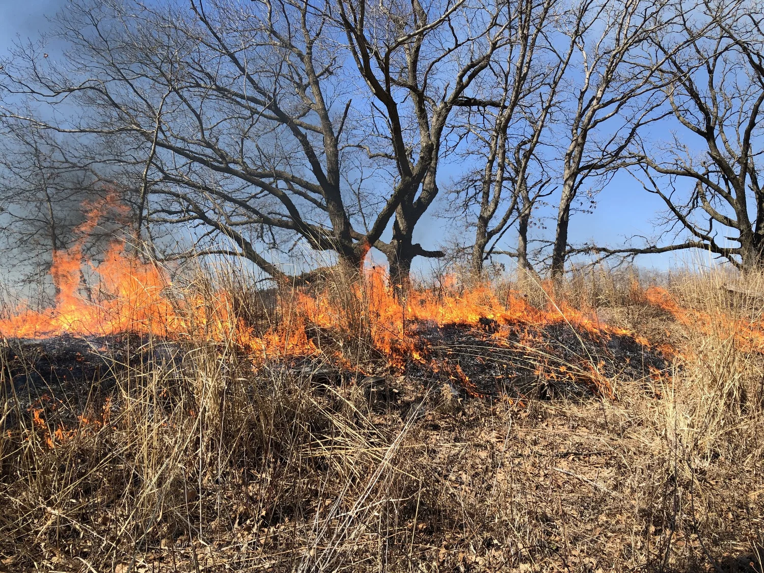 Burn Season — Southern Wisconsin Bird Alliance