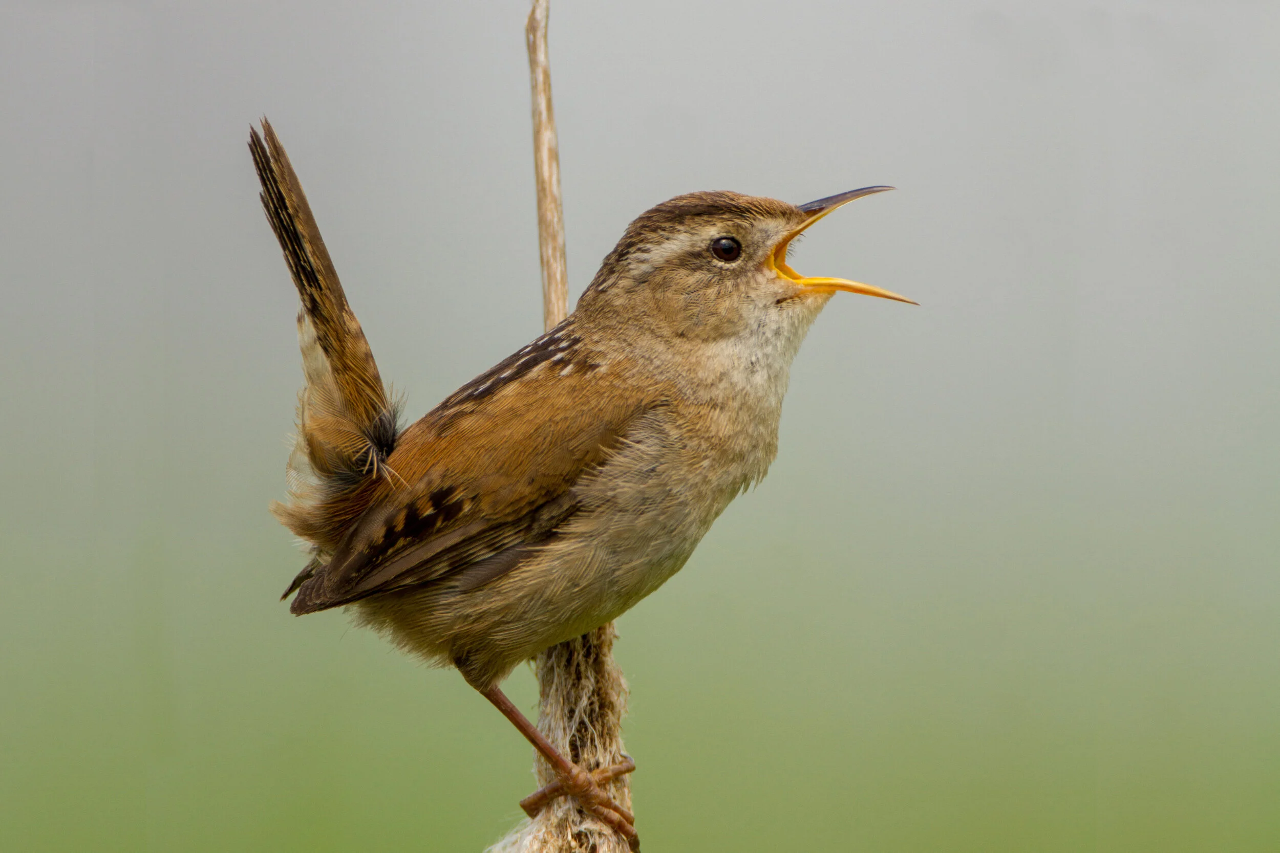 Great Wisconsin Birdathon Day with the Reckless Wrens