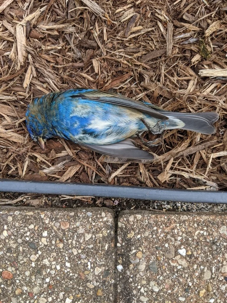 Window Hit Prevent Birds from Hitting Your Windows — Southern Wisconsin Bird Alliance