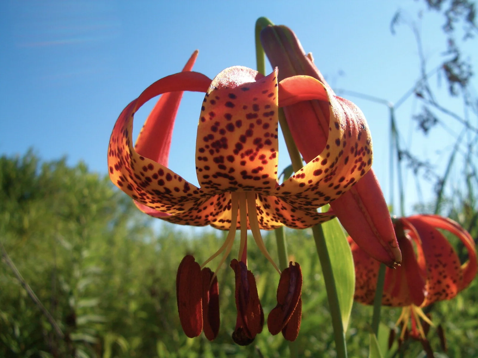 Summer at the Sanctuaries