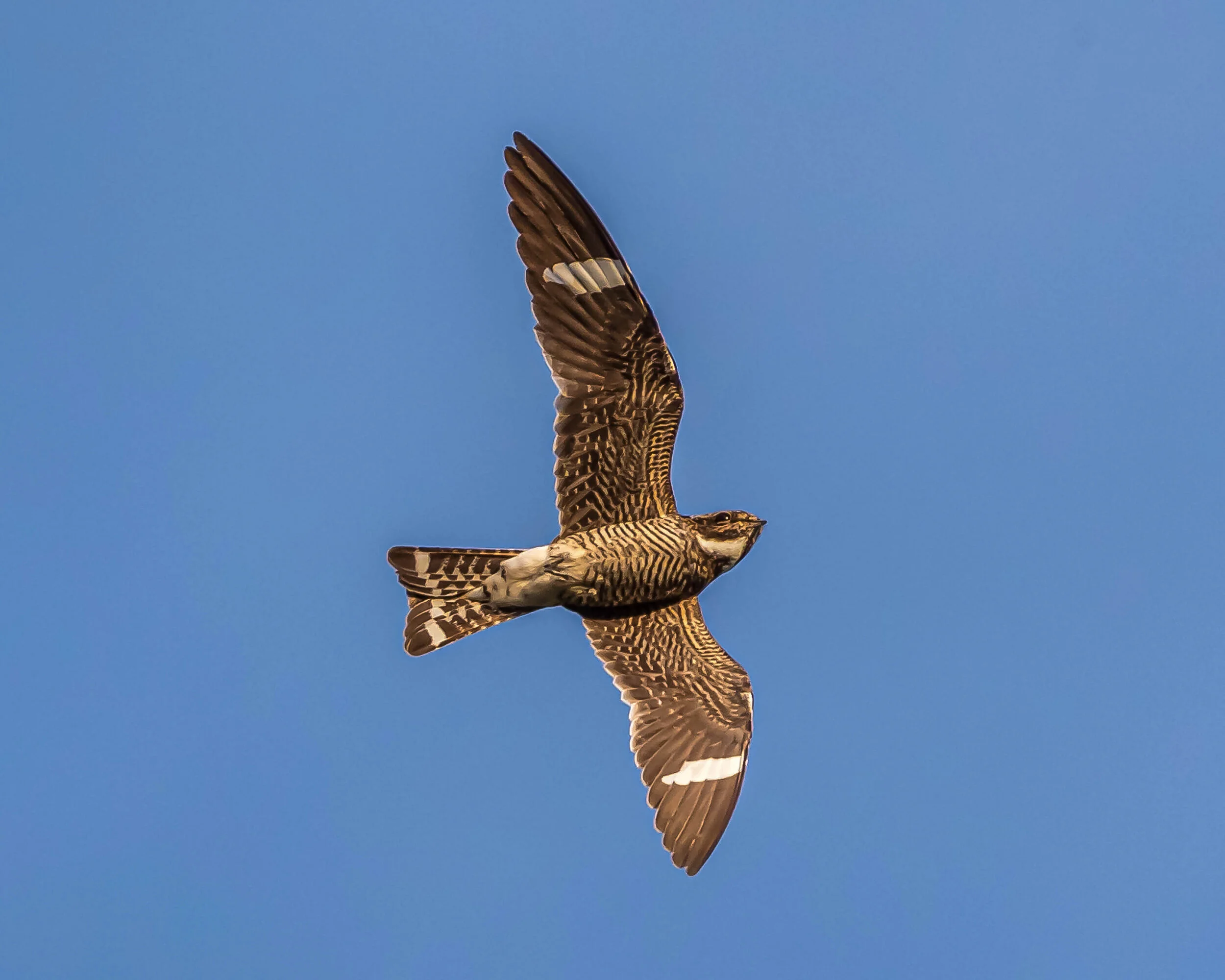 Lifer Story: Escapades with a Red Knot — Southern Wisconsin Bird Alliance