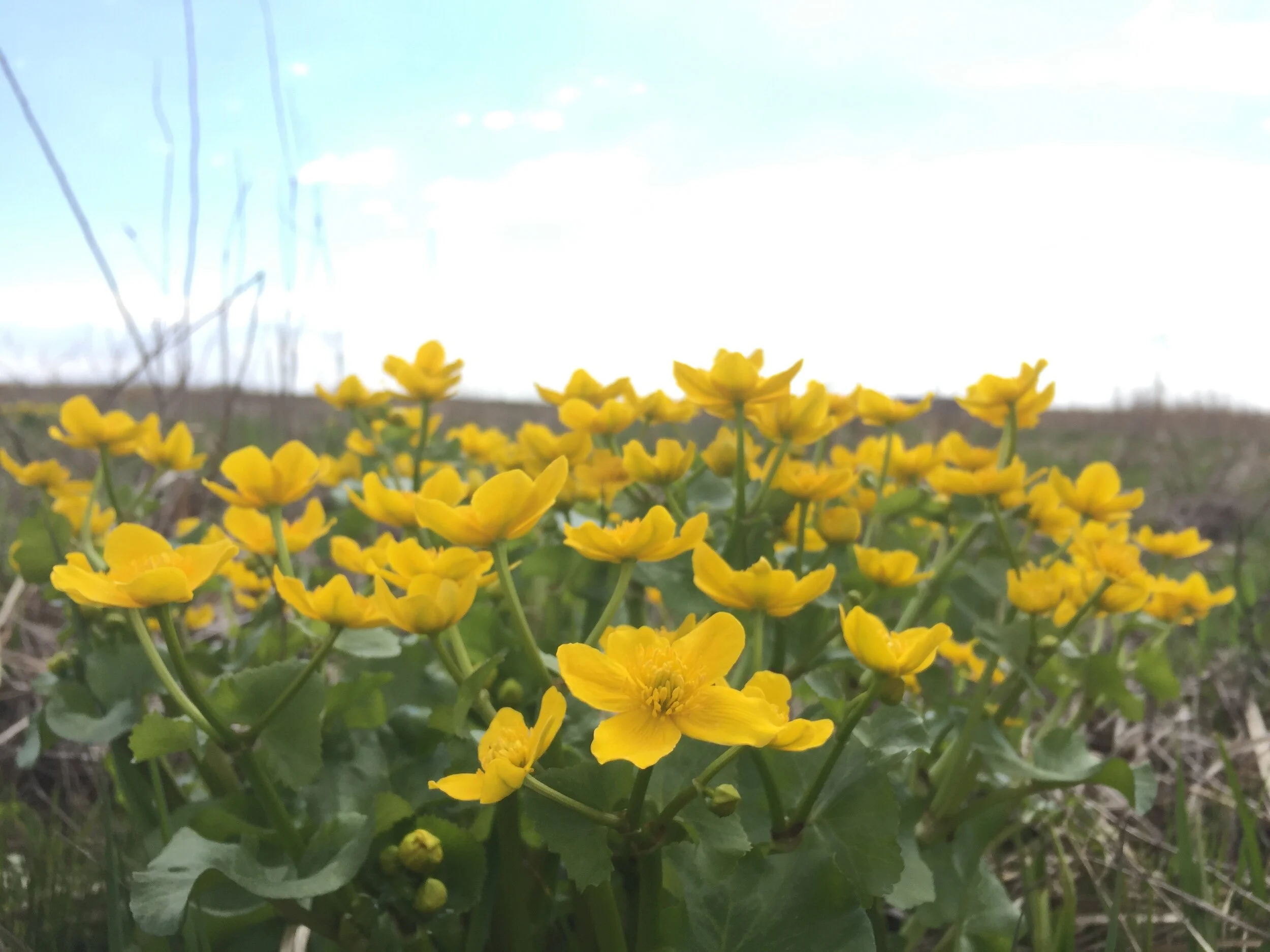 Altitude, Attitude, and Stewardship