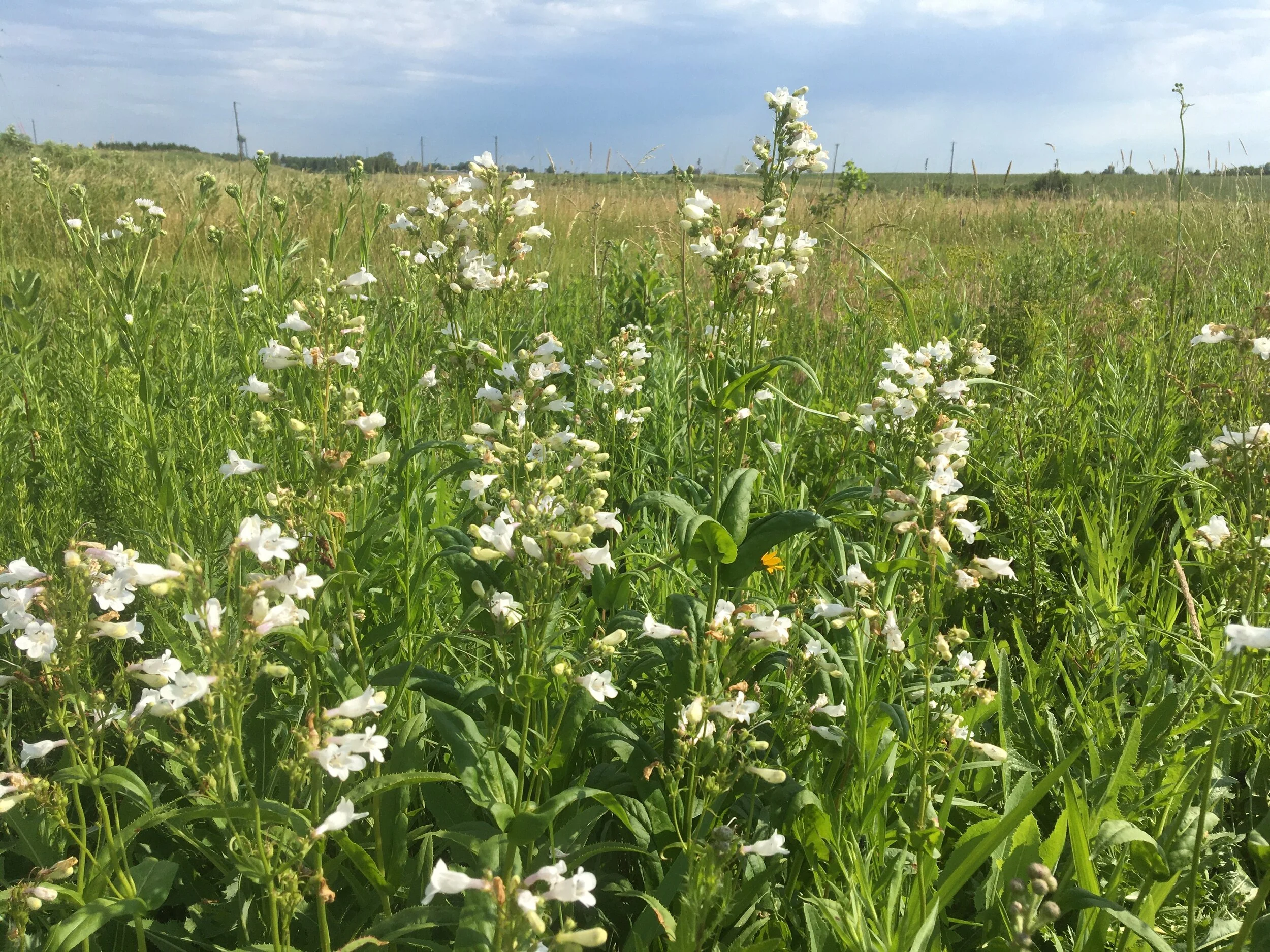 Pollinator Garden Dedication and Celebration