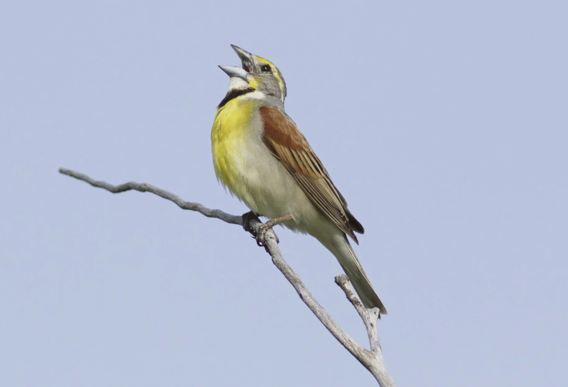 Birding by Ear Hobby Takes Flight