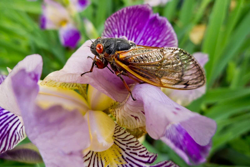 Video lesson for kids: Bug Buzzers!