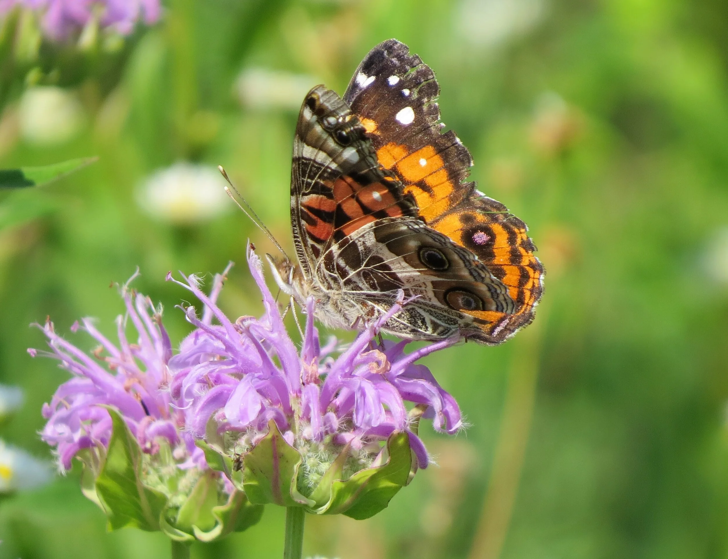 Results of the 33rd Mud Lake North American Butterfly Count