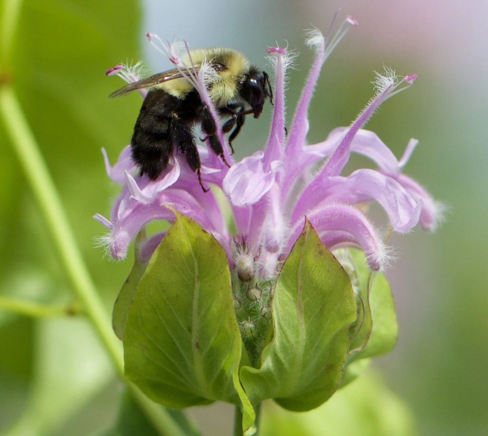 Bumblebees: Ecology, Conservation, and Identification