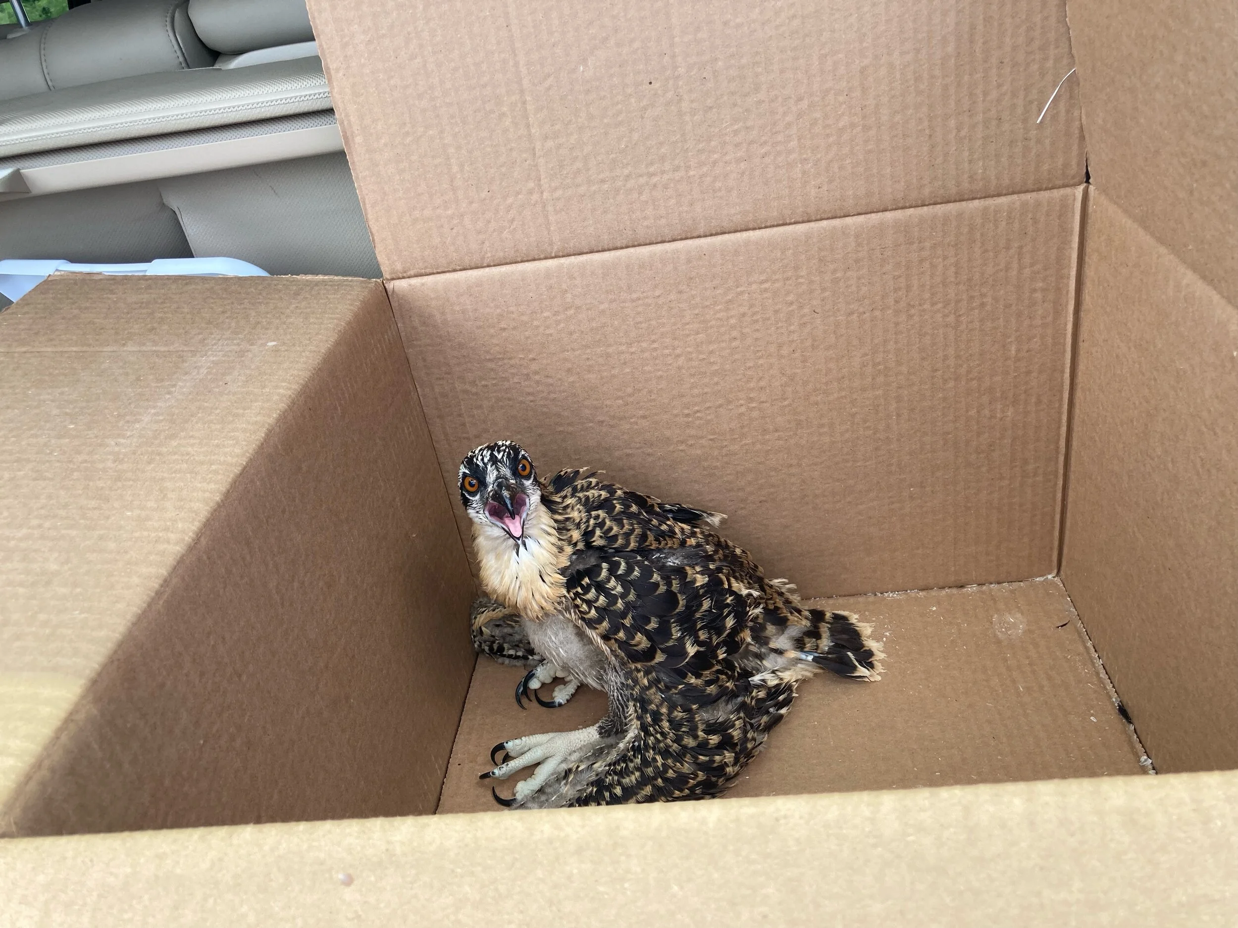 How to save an osprey chick