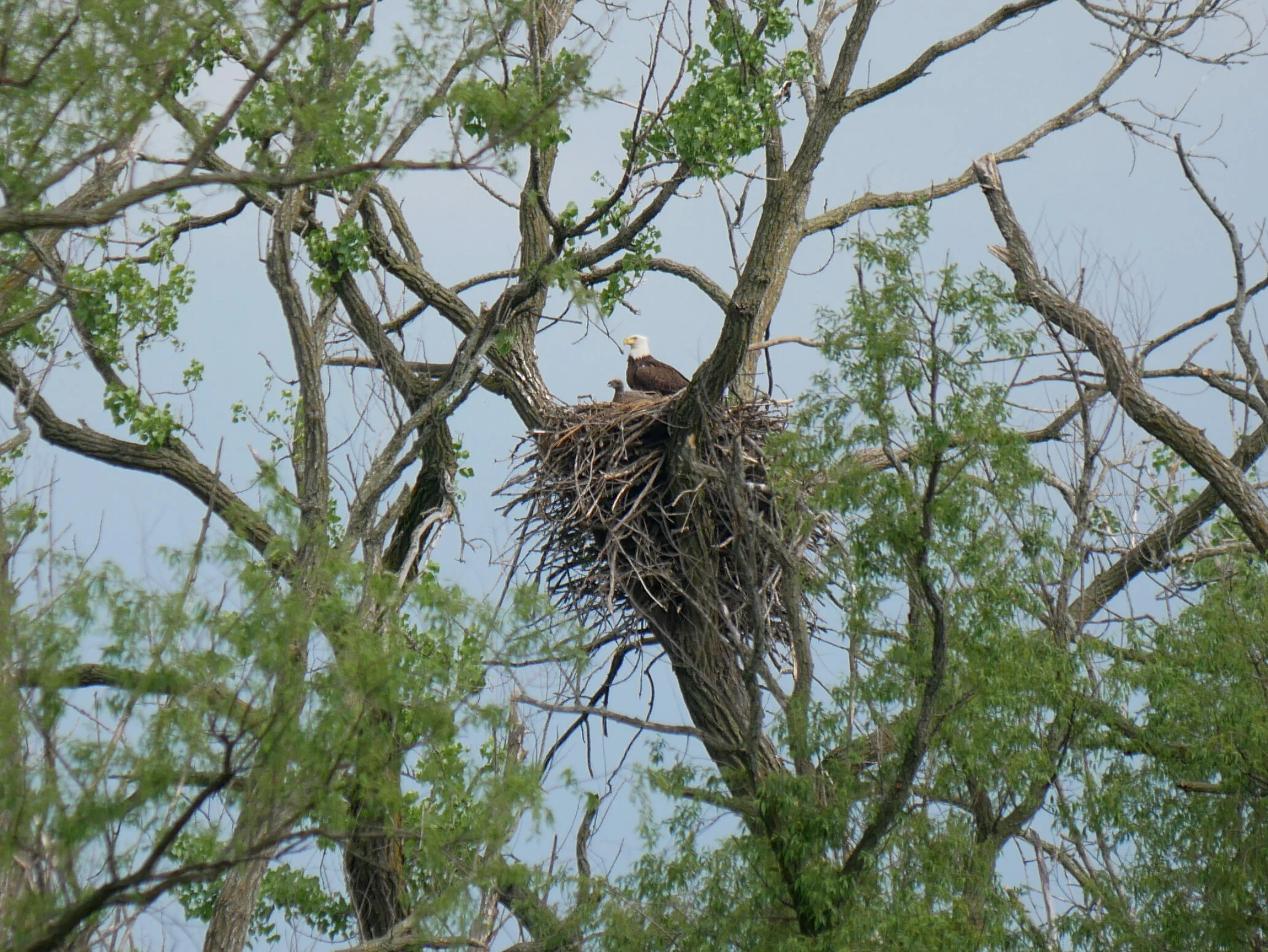 Eagle-eyed Citizen Science: Bald Eagle Nest Watch