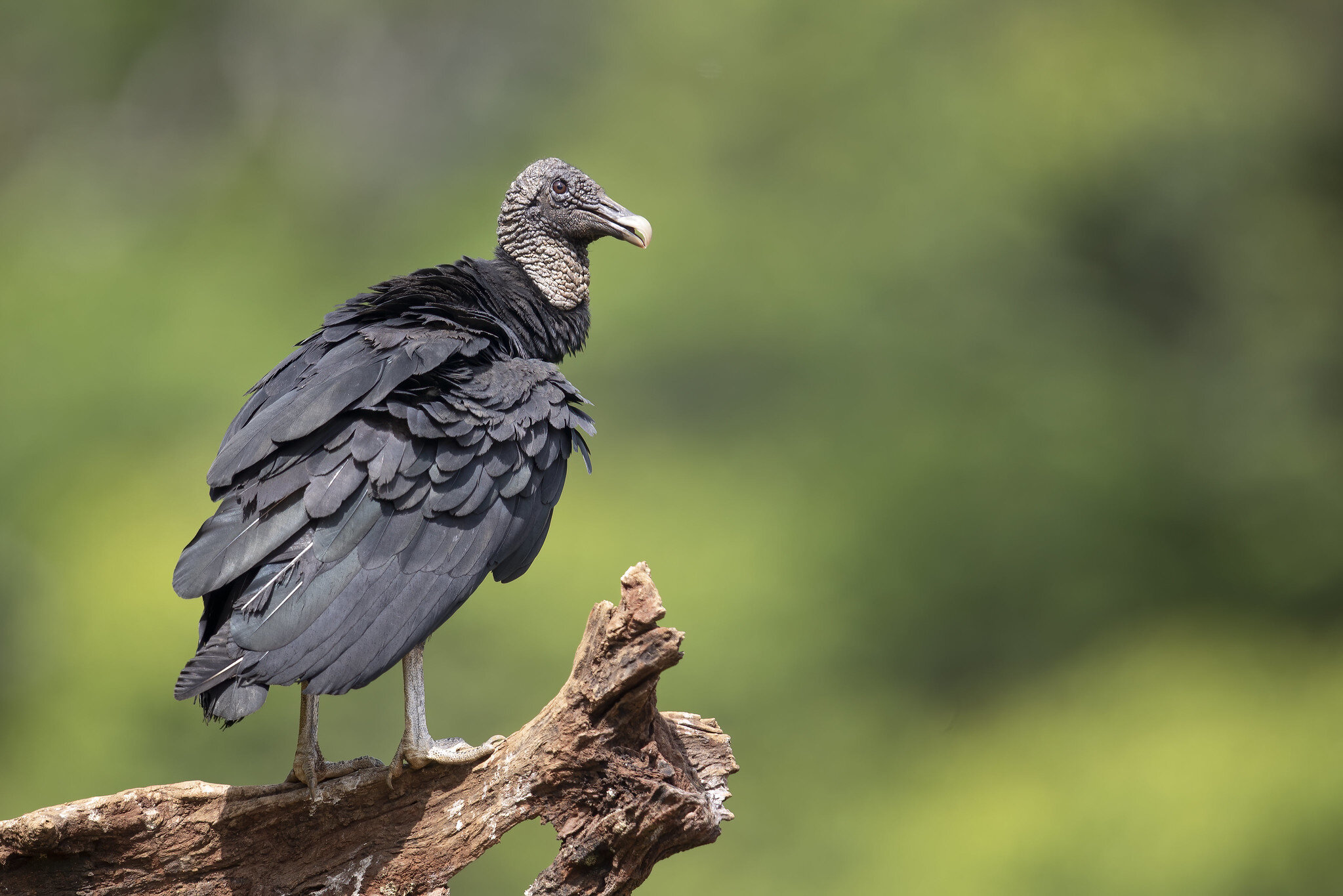 Turkey Vulture — Madison Audubon