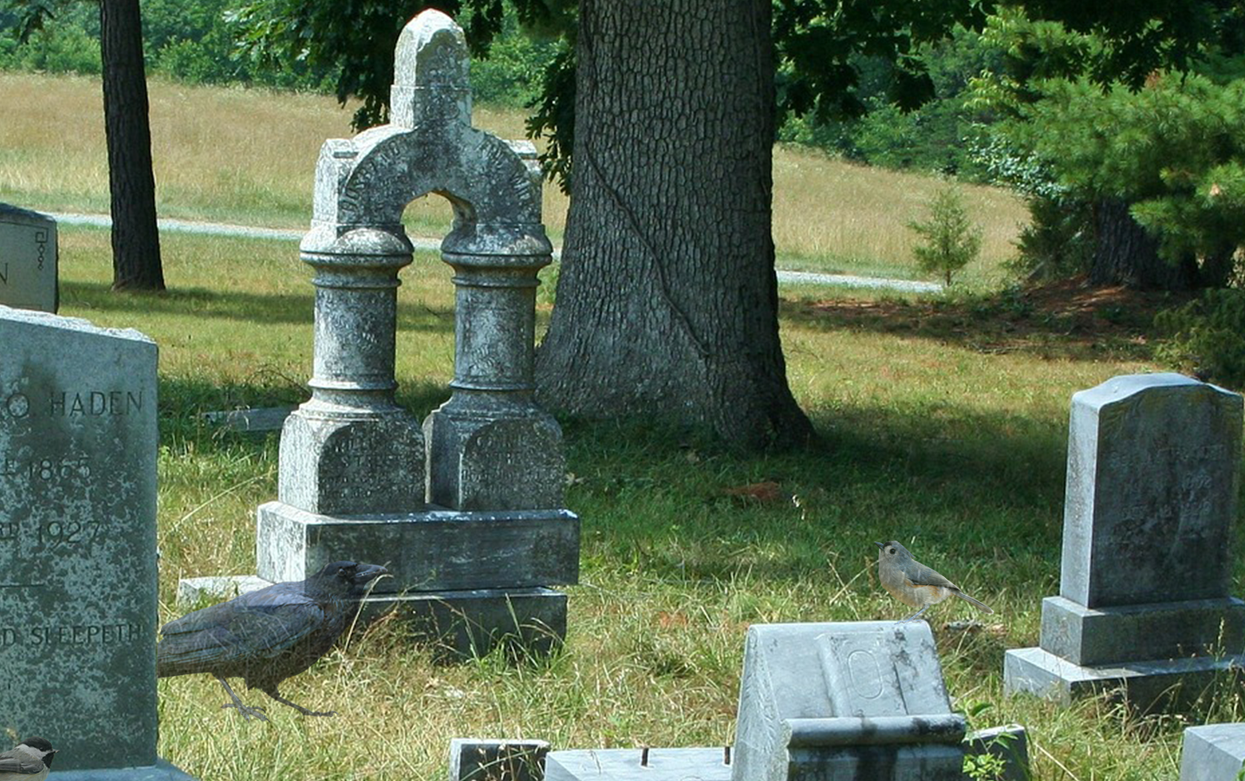 An Evening of Cemetery Birding