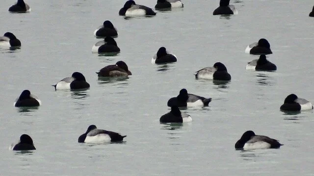 Birding Lake Michigan