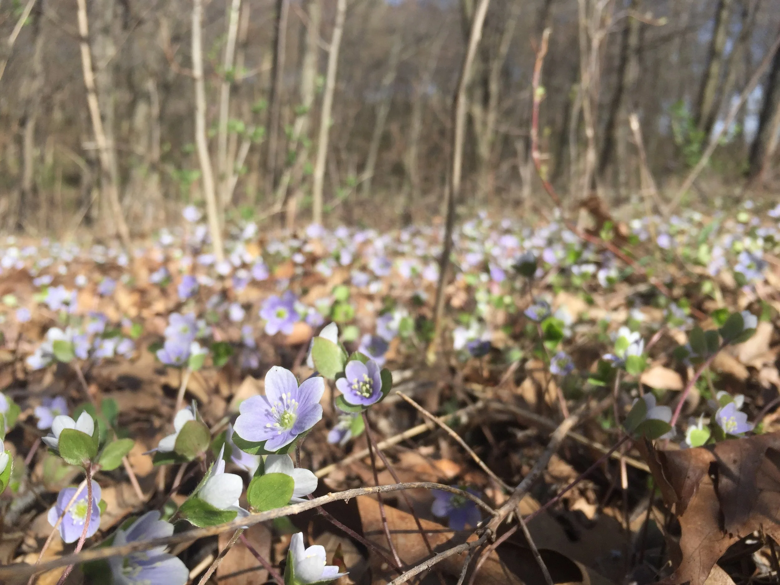 Hepatica_DrewHarry.JPG