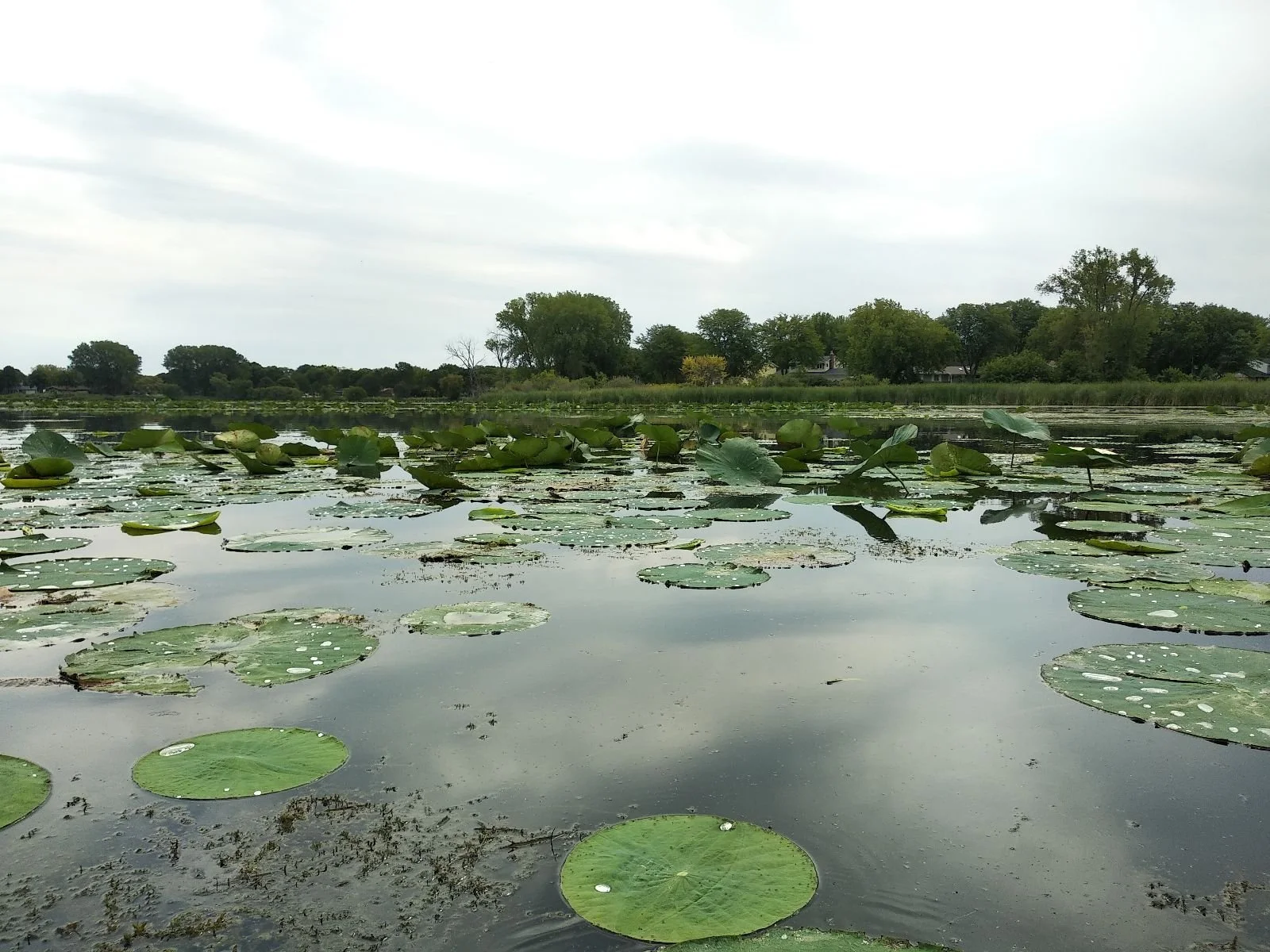 Birding By Boat: Cherokee Marsh South (FULL)