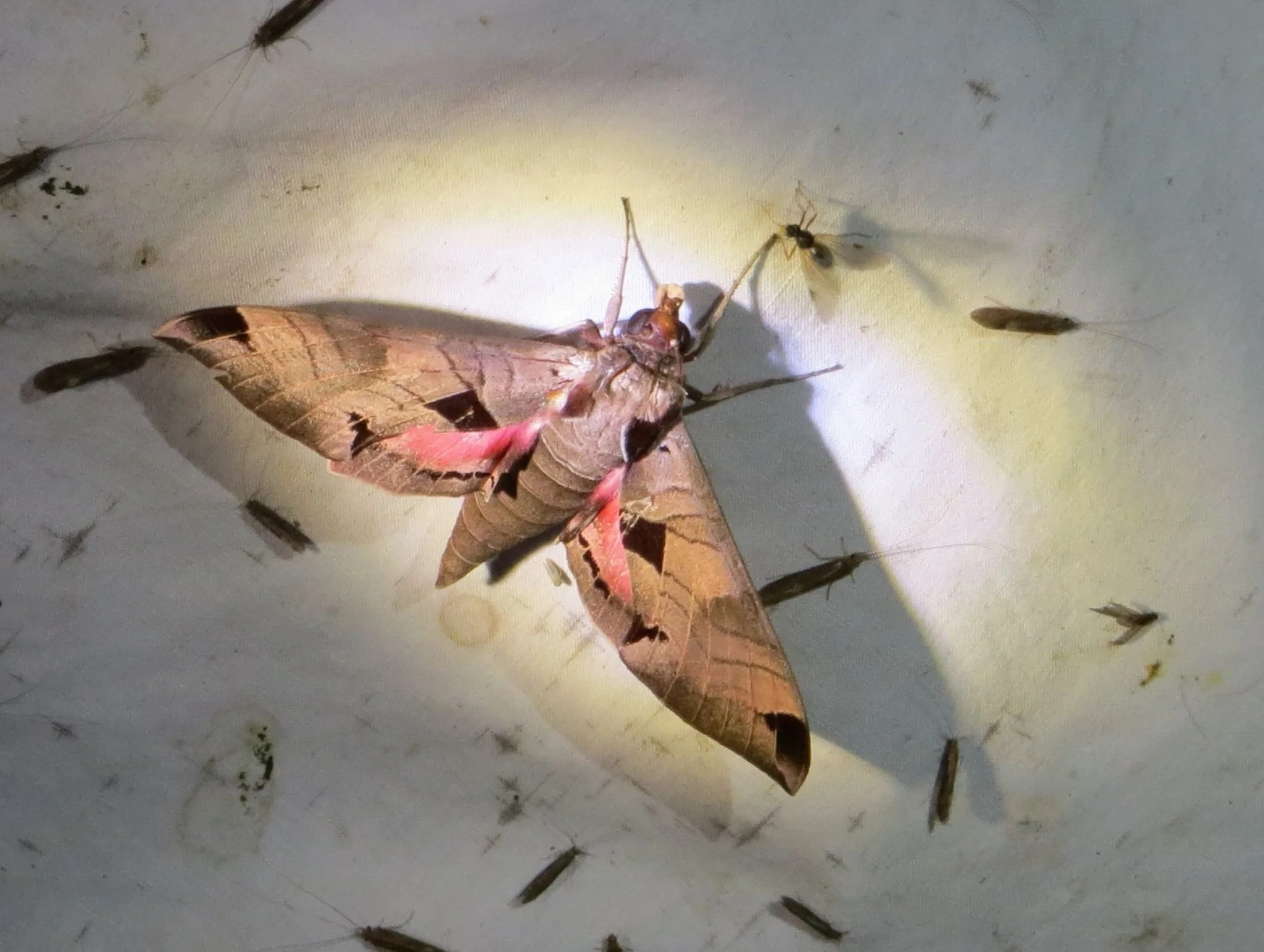 Moth Survey at Goose Pond Sanctuary