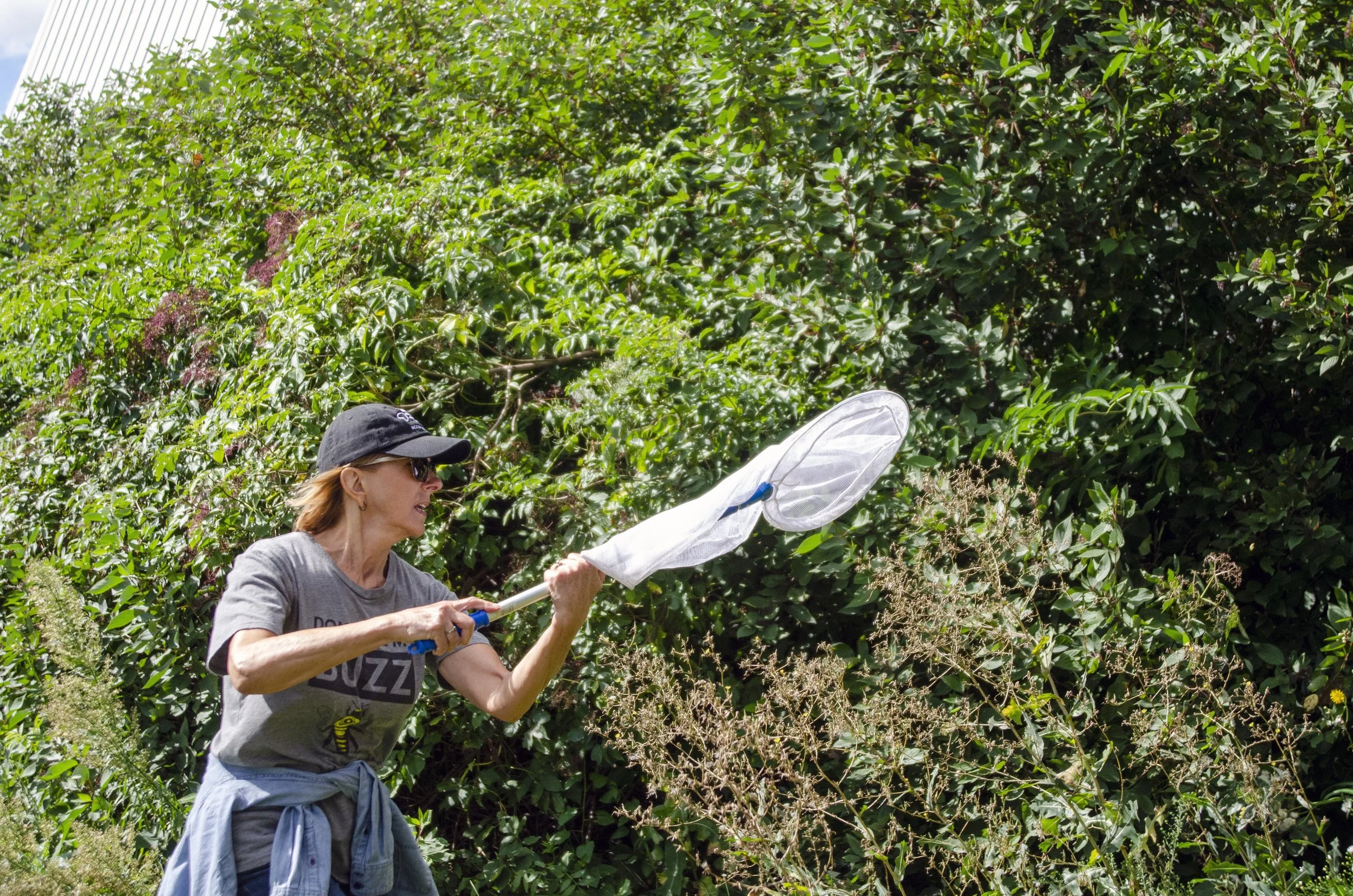 Monarch Tagging