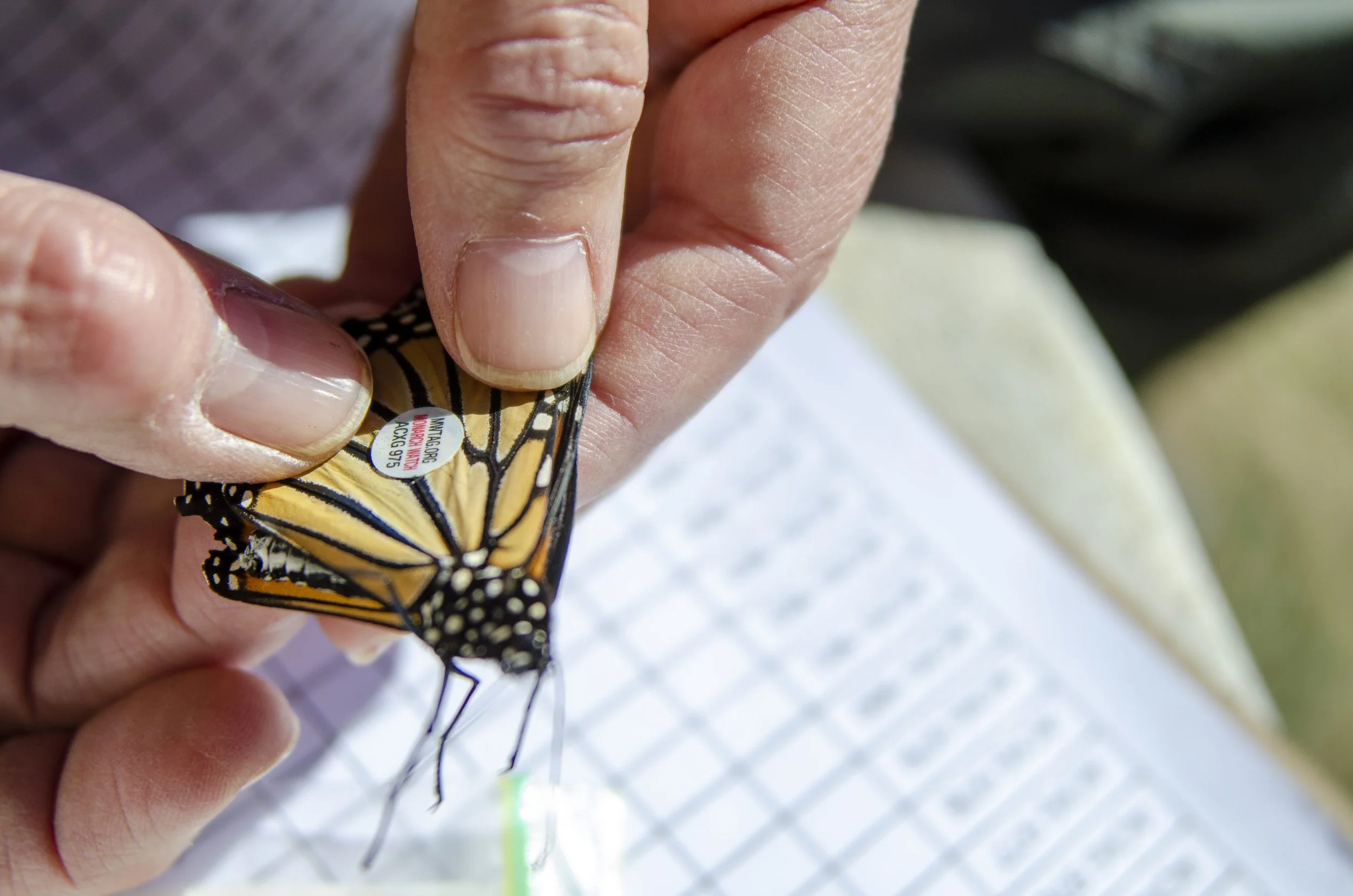Monarch Tagging
