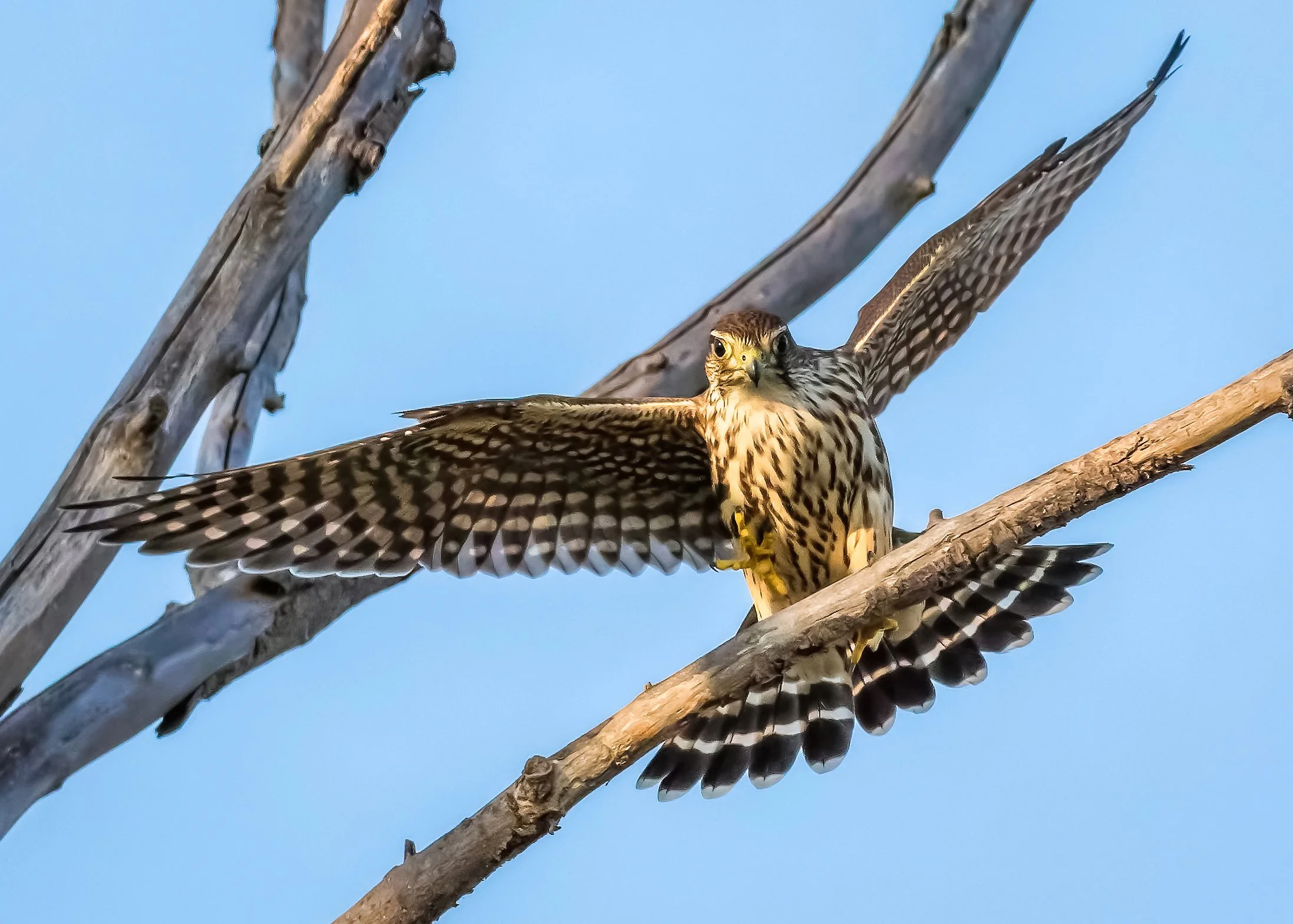 Drawing Birds (3-part course)