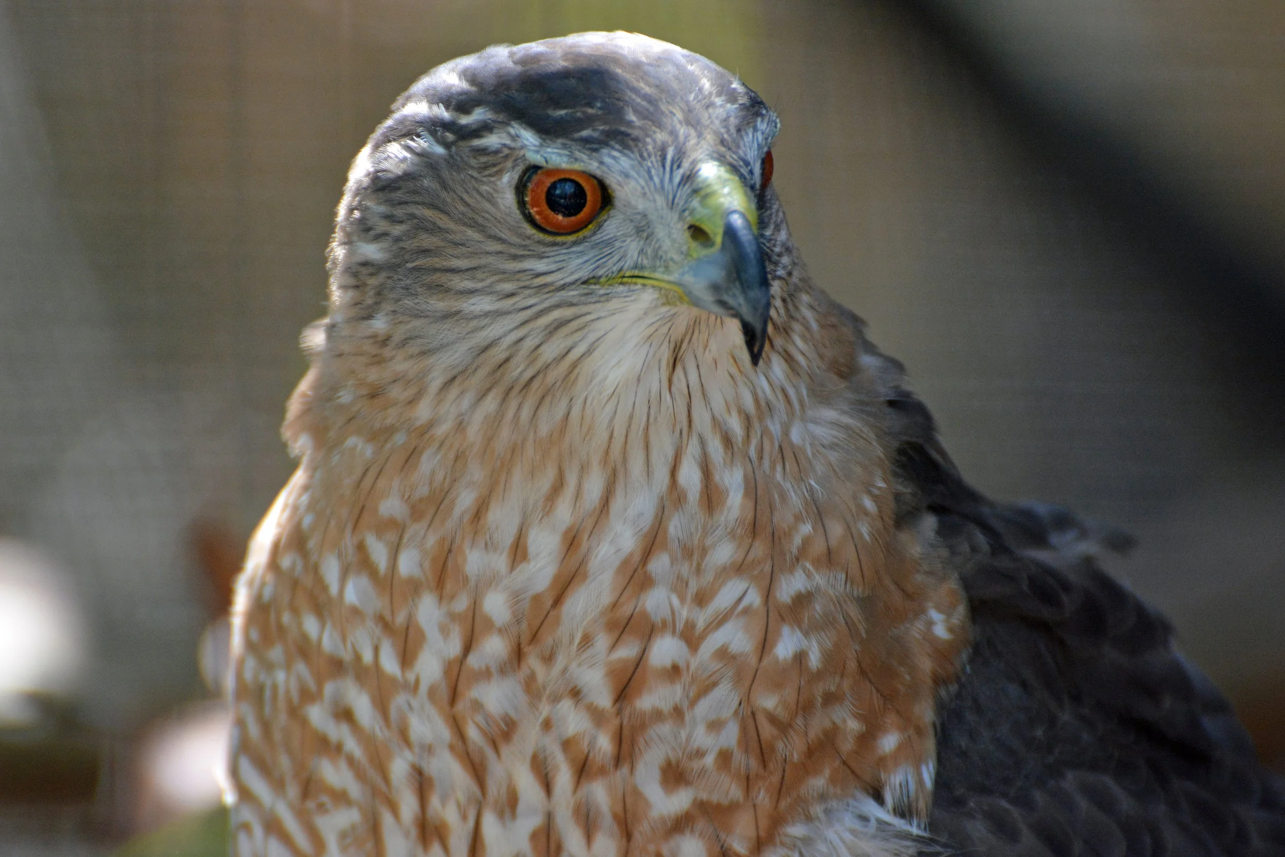 Cooper's Hawk