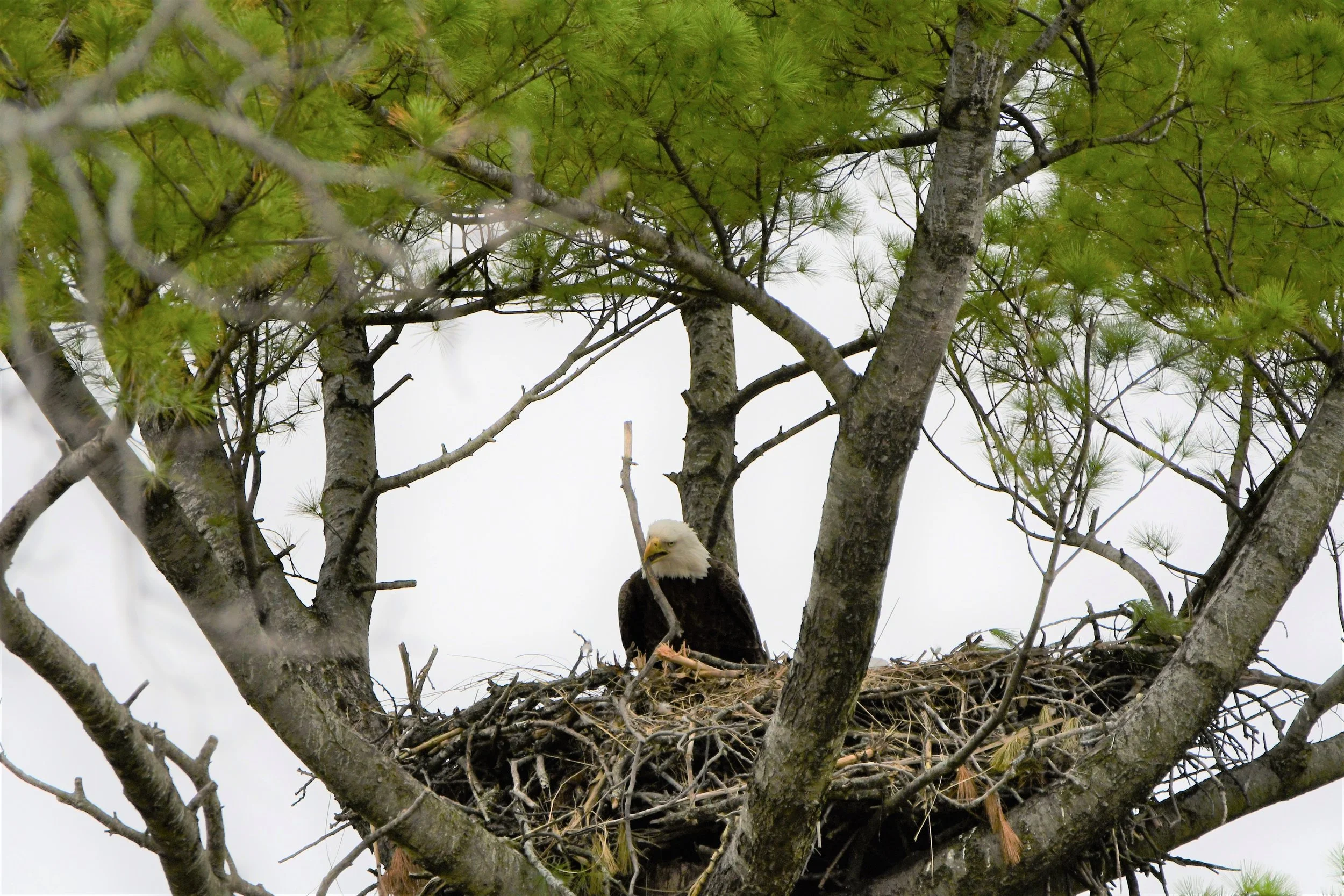 Nest building 1 Larry Horsfall.JPG