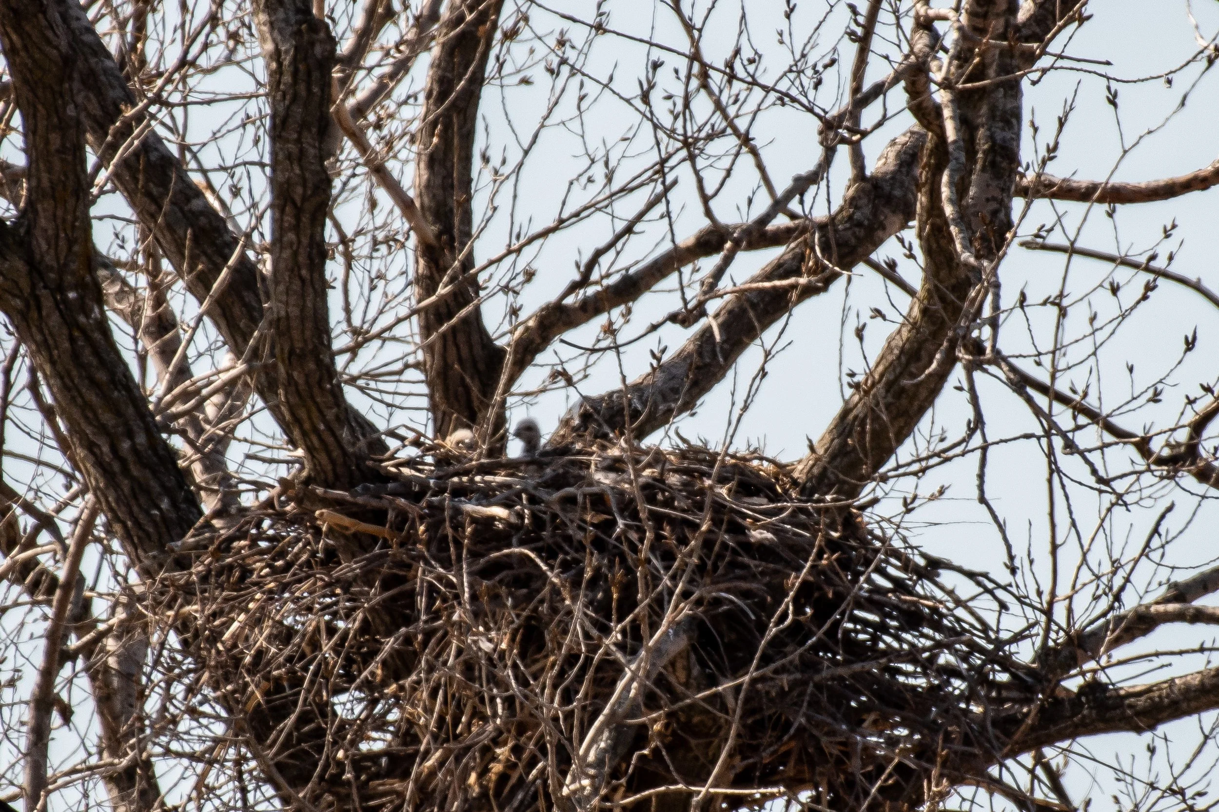 fuzzball chicks Zach Kastern.jpeg